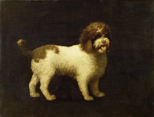 Um Spaniel da Água, 1769